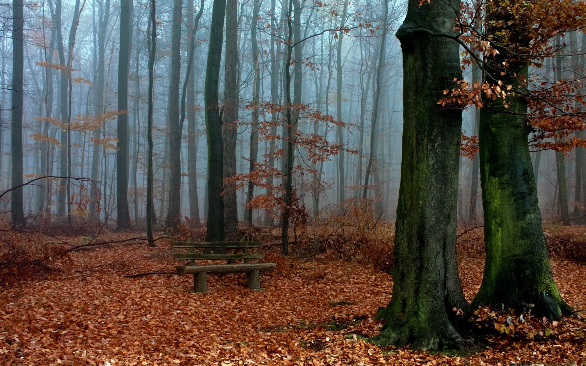nature, Landscape, Trees, Wood, Forest, Leaves, Branch, Fall, Bench, Mist, Moss Wallpaper