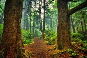 nature, Landscape, Trees, Wood, Forest, Leaves, Branch, Path, Plants, Moss, Mist, HDR, Sunlight