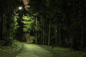 nature, Trees, Forest, Green, Branch, Path, Lights, Landscape, Pine Trees, Dirt Road