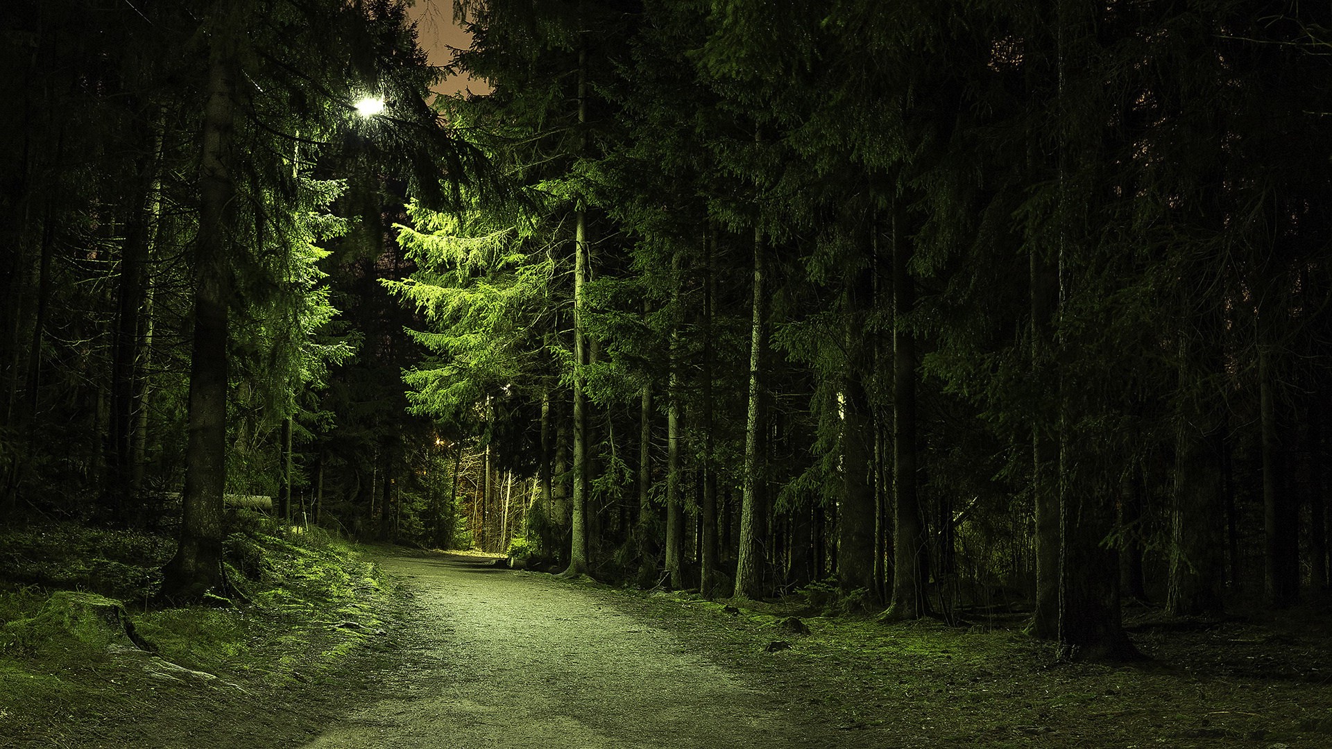 nature, Trees, Forest, Green, Branch, Path, Lights ...