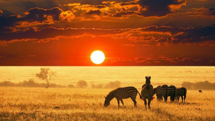 zebras, Animals, Sun, Nature, Sky, Landscape HD Wallpaper Desktop Background