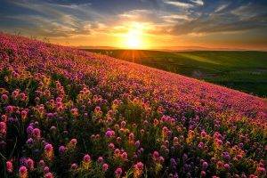 nature, Landscape, Sunset, Flowers, Hill, Field, Spring, Wildflowers