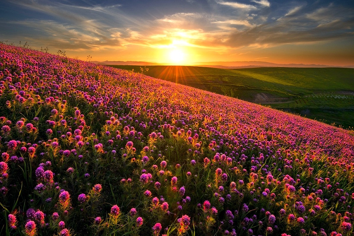 nature, Landscape, Sunset, Flowers, Hill, Field, Spring, Wildflowers Wallpaper