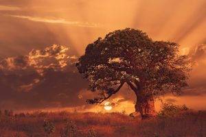 nature, Landscape, Sunset, Trees, Baobab Trees, Clouds, Africa, Grass, Sun Rays