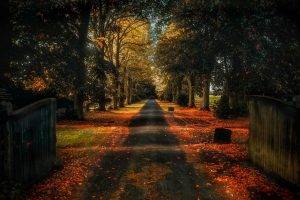 trees, Road, Nature, Landscape, Fall, Gates
