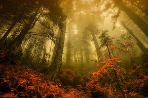 nature, Forest, Fall, Landscape, Trees, Mist, Morning