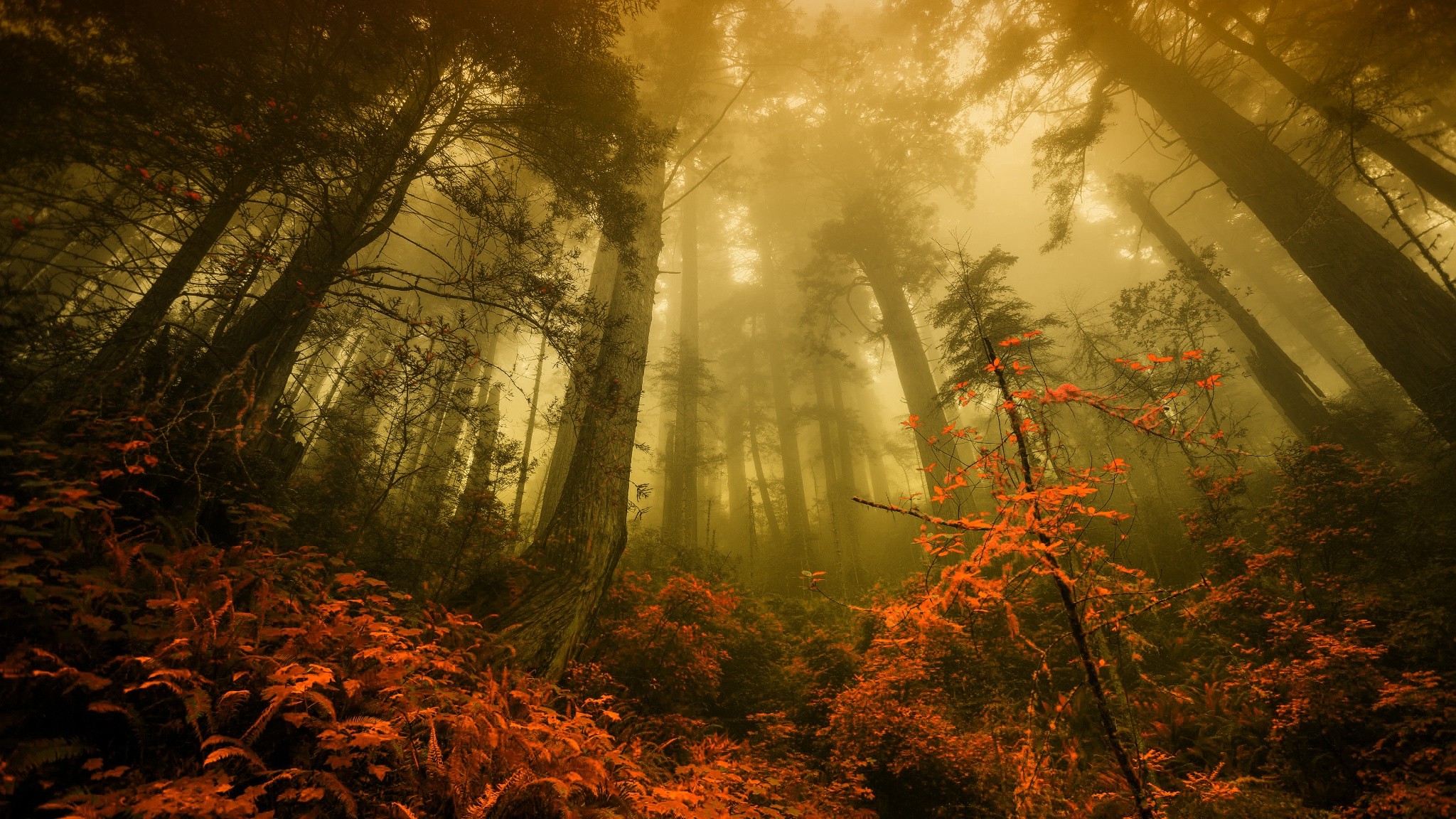 nature, Forest, Fall, Landscape, Trees, Mist, Morning Wallpaper