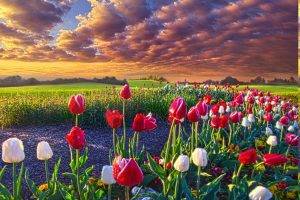 spring, Flowers, Tulips, Field, Sunrise, Grass, Clouds, Nature, Landscape