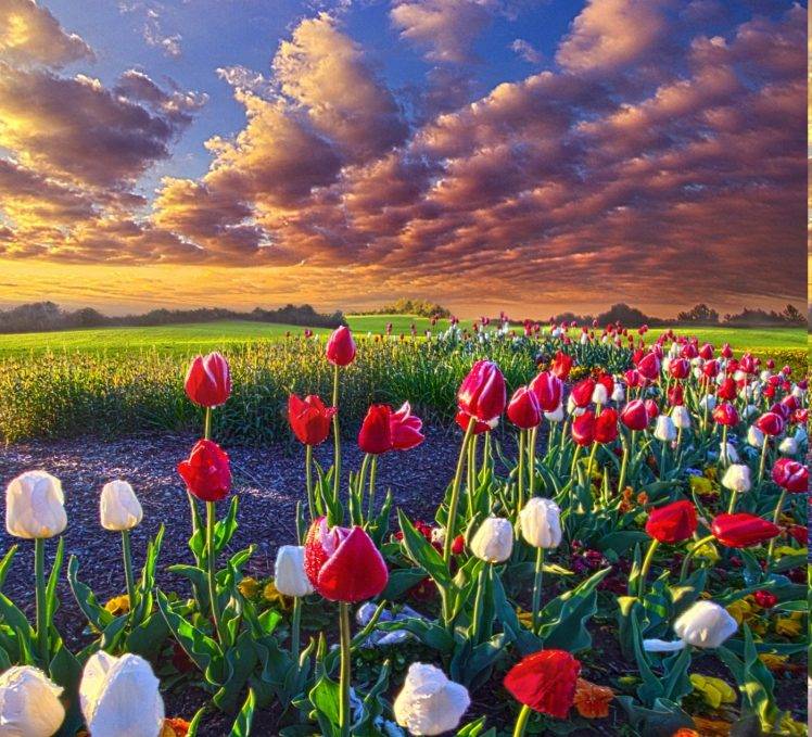 spring, Flowers, Tulips, Field, Sunrise, Grass, Clouds, Nature, Landscape HD Wallpaper Desktop Background