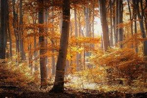 forest, Nature, Landscape, Trees, Fall
