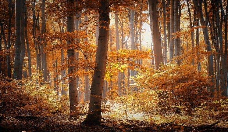 forest, Nature, Landscape, Trees, Fall HD Wallpaper Desktop Background