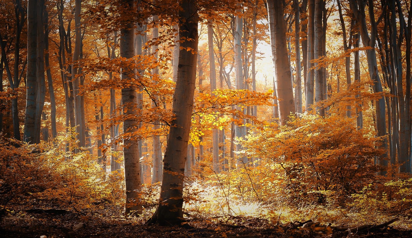 forest, Nature, Landscape, Trees, Fall Wallpaper