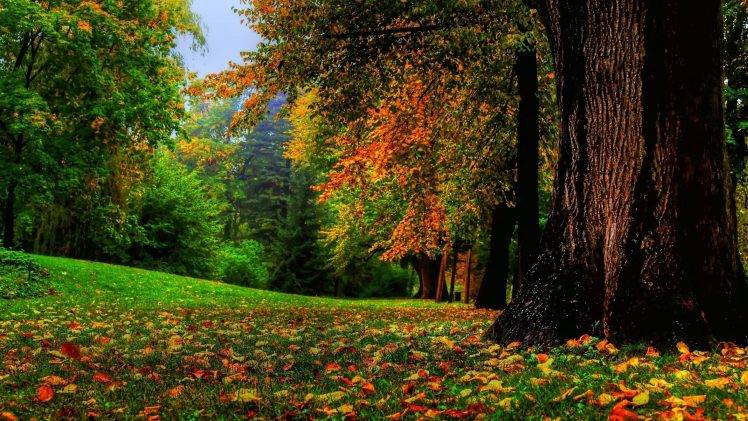 nature, Landscape, Trees, Leaves, Fall, Branch, Forest, Field, Grass, Wood HD Wallpaper Desktop Background