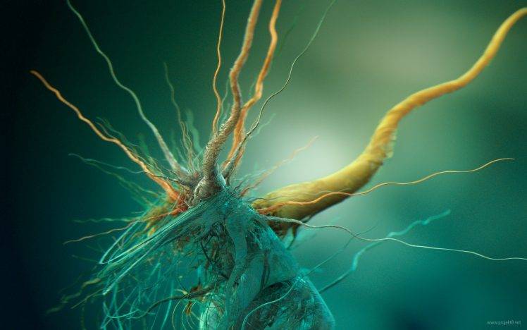 abstract, Brains, Cells, Biology HD Wallpaper Desktop Background