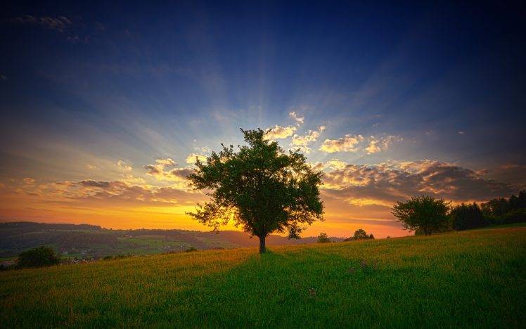 summer, Field, Sunset, Trees, Landscape, Clouds, Grass HD Wallpaper Desktop Background