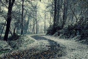 nature, Landscape, Trees, Forest, Wood, Branch, Leaves, Road, Snow, Winter