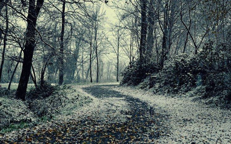 nature, Landscape, Trees, Forest, Wood, Branch, Leaves, Road, Snow, Winter HD Wallpaper Desktop Background