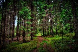 nature, Landscape, Trees, Forest, Wood, Branch, Leaves, Path, Grass, HDR