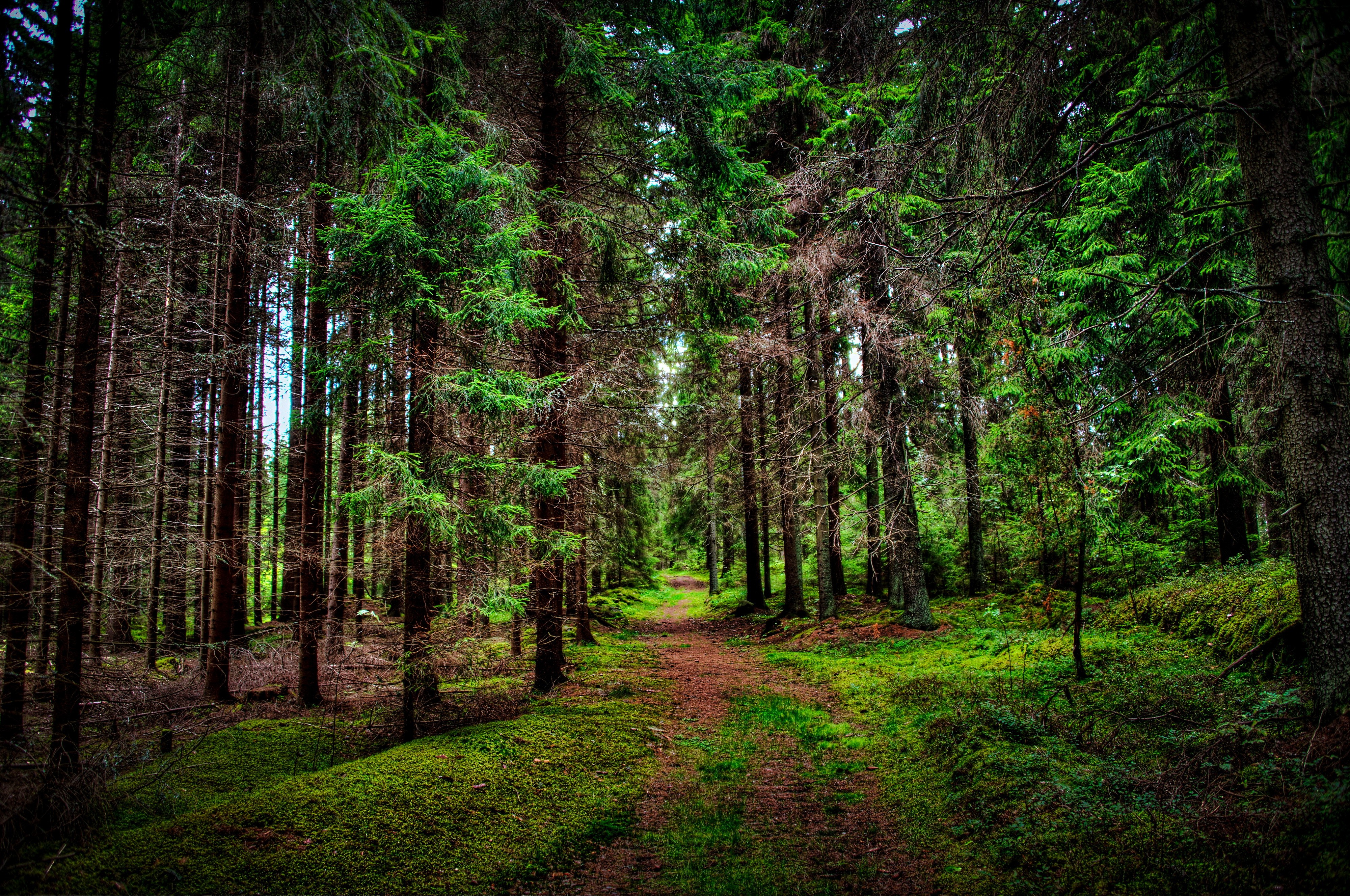 nature, Landscape, Trees, Forest, Wood, Branch, Leaves, Path, Grass, HDR Wallpaper