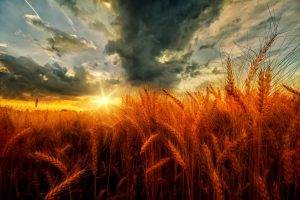 nature, Landscape, Sunset, Clouds, Field, Wheat, Yellow, Orange