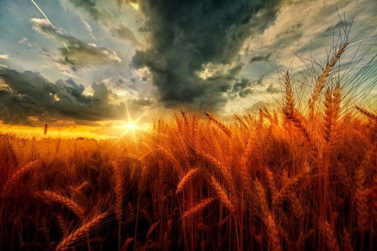 nature, Landscape, Sunset, Clouds, Field, Wheat, Yellow, Orange HD Wallpaper Desktop Background