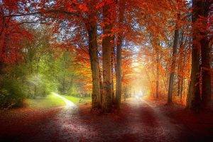 grass, Path, Red, Green, Orange, Nature, Landscape, Trees, Fall