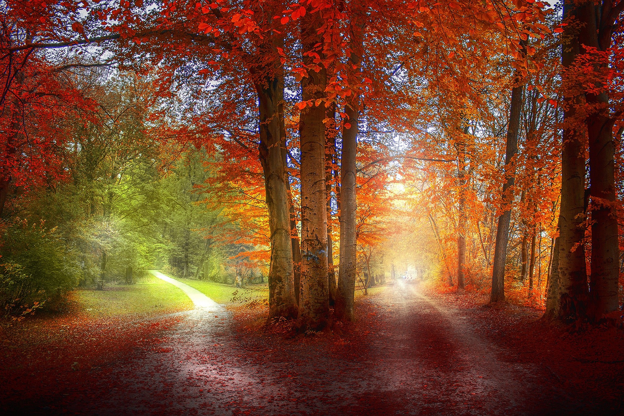 grass, Path, Red, Green, Orange, Nature, Landscape, Trees, Fall ...