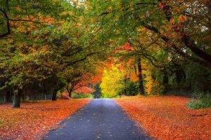 road, Trees, Fall, Fence, Nature, Landscape, Foliage, Orange, Green, Yellow