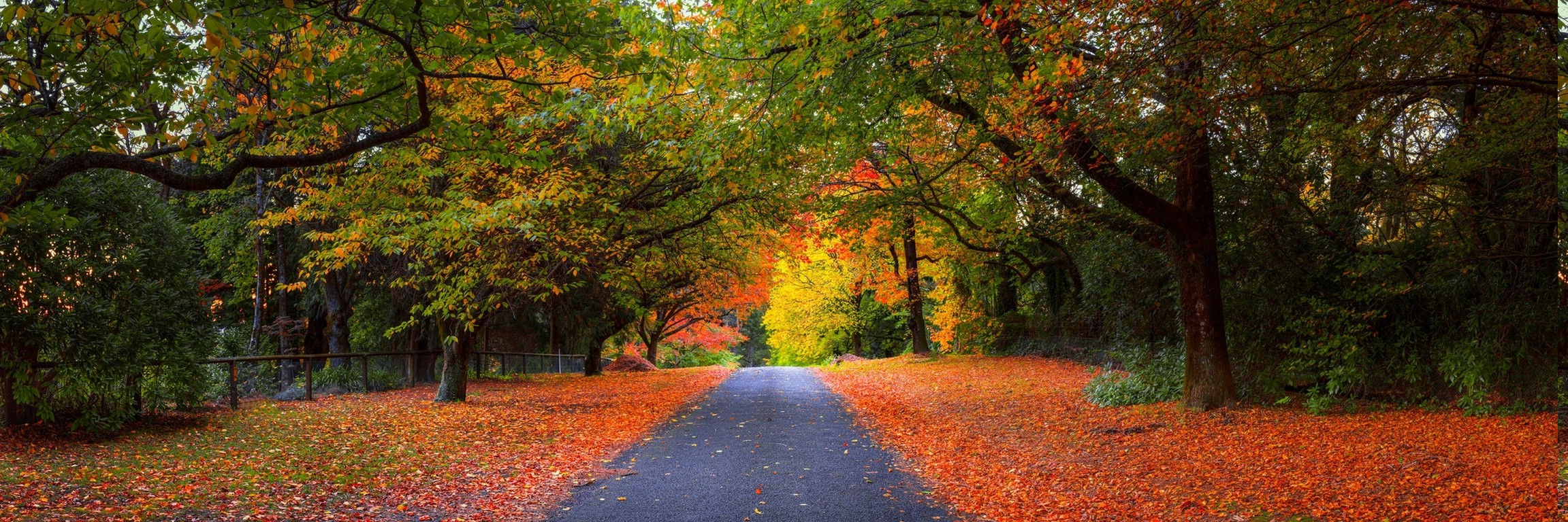 road, trees, fall, fence, nature, landscape, foliage