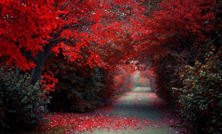 path, Road, Trees, Red, Fall, Nature, Landscape, Selective Coloring HD Wallpaper Desktop Background