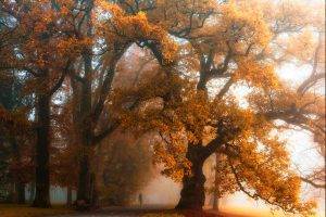 mist, Walking, Park, Fall, Trees, Bench, Nature, Orange, Landscape