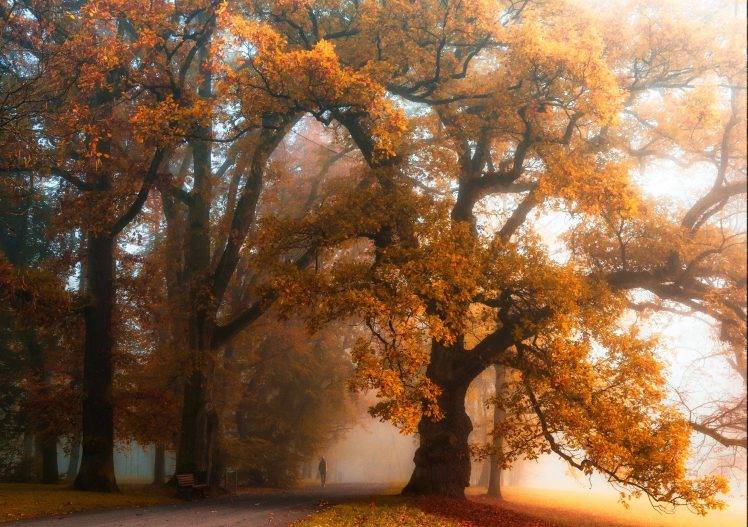 mist, Walking, Park, Fall, Trees, Bench, Nature, Orange, Landscape HD Wallpaper Desktop Background