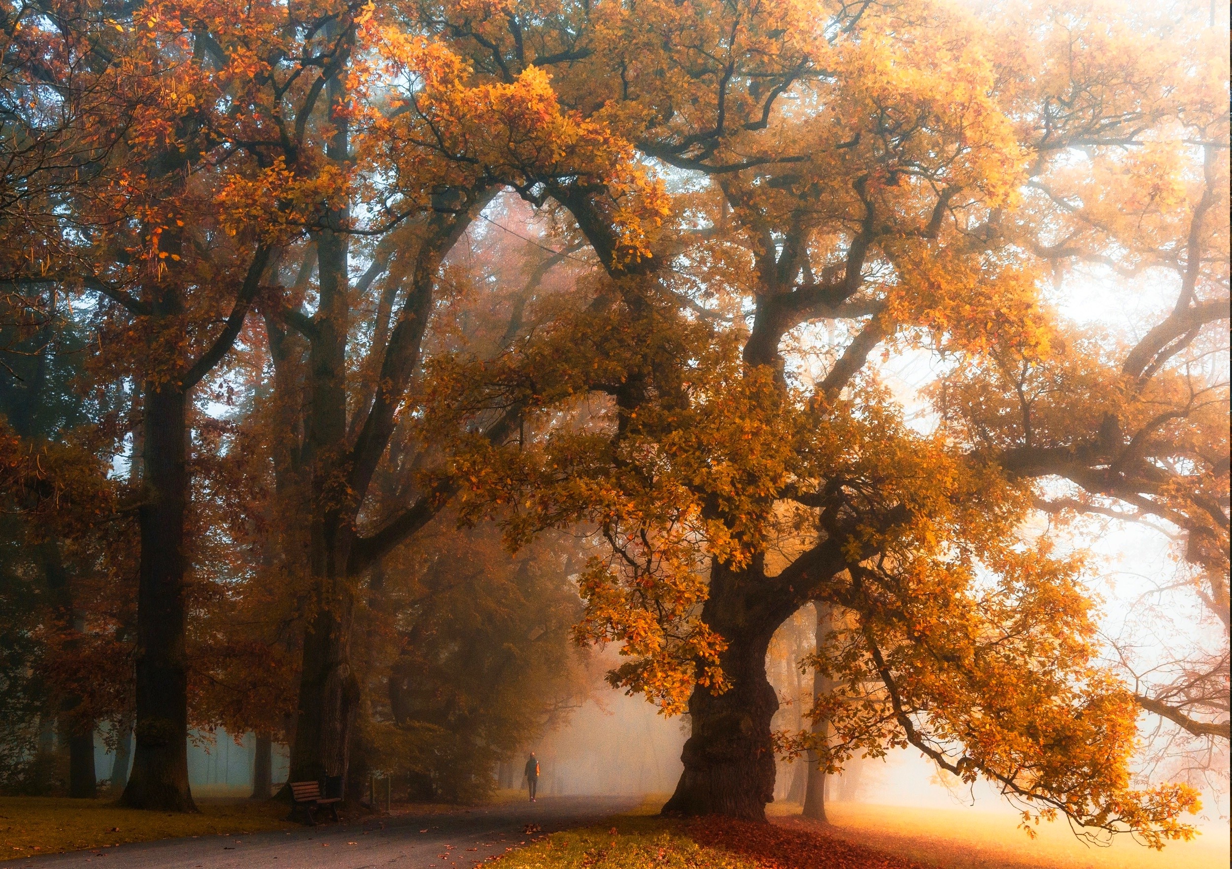mist, Walking, Park, Fall, Trees, Bench, Nature, Orange, Landscape Wallpaper