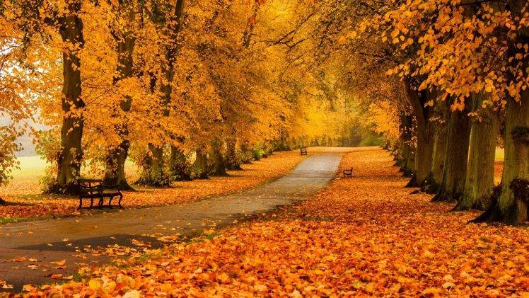 nature, Landscape, Trees, Forest, Fall, Branch, Bench, Path, Park HD Wallpaper Desktop Background