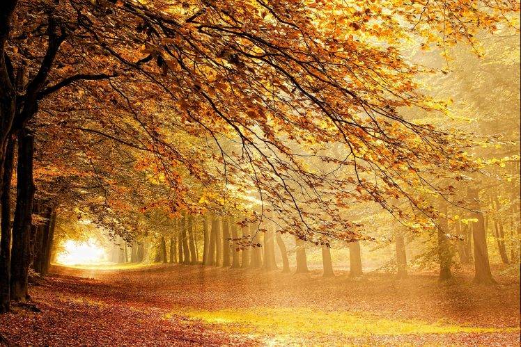 forest, Fall, Sunbeams, Mist, Trees, Netherlands, Sun Rays, Path, Yellow, Orange, Nature, Landscape HD Wallpaper Desktop Background