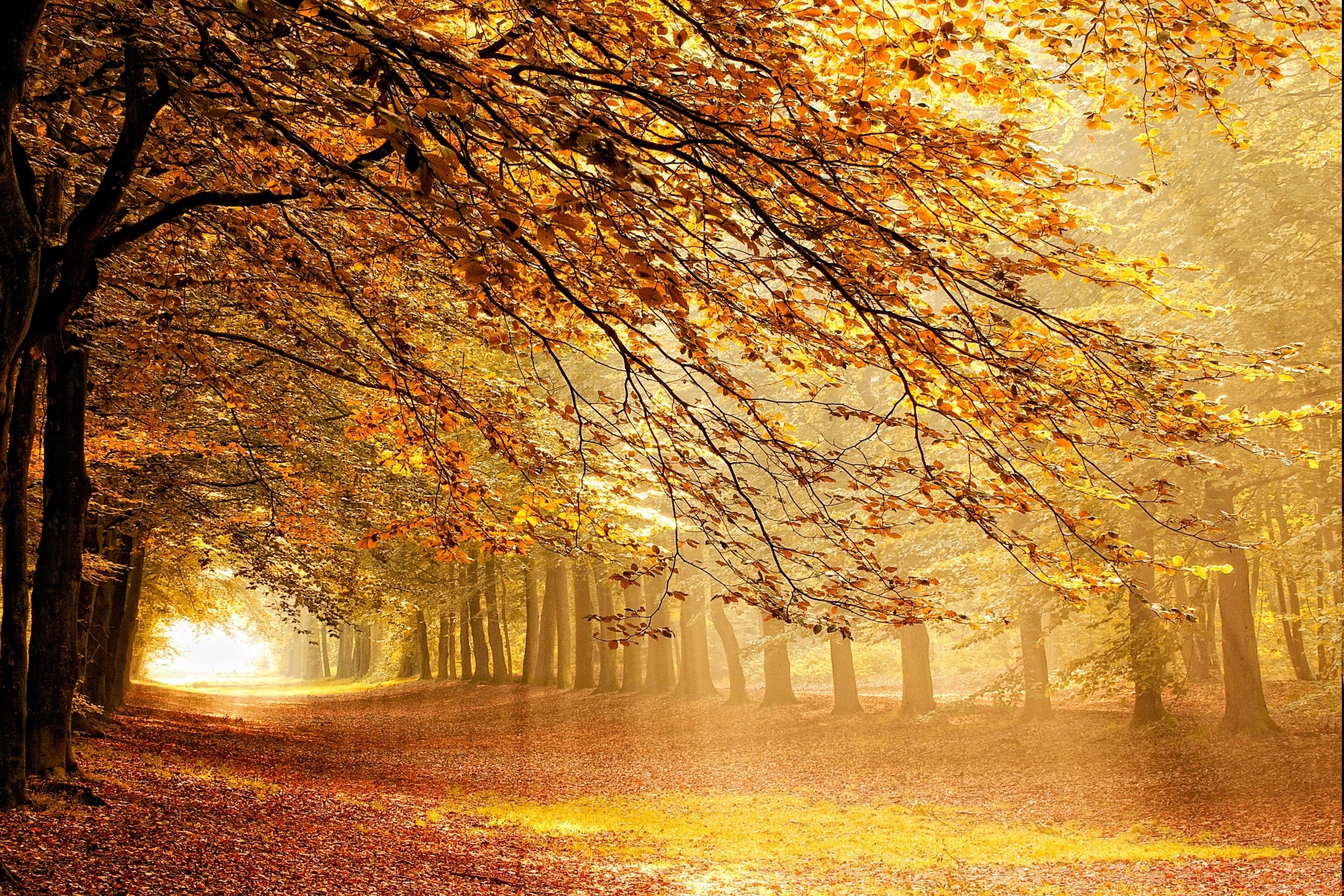 forest, Fall, Sunbeams, Mist, Trees, Netherlands, Sun Rays, Path, Yellow, Orange, Nature, Landscape Wallpaper