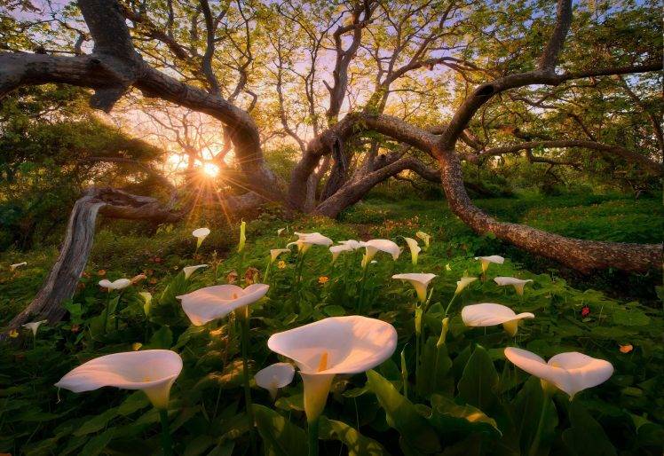 calla Lilies, Flowers, Trees, Sunset, Grass, Nature, Landscape, Spring HD Wallpaper Desktop Background