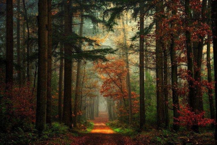 path, Forest, Fall, Nature, Mist, Red, Green, Landscape, Trees HD Wallpaper Desktop Background