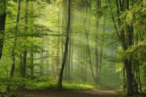 green, Forest, Sun Rays, Sunbeams, Spring, Path, Morning, Trees, Nature, Landscape