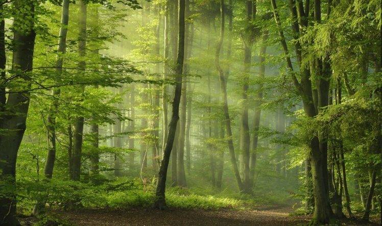 green, Forest, Sun Rays, Sunbeams, Spring, Path, Morning, Trees, Nature, Landscape HD Wallpaper Desktop Background