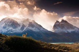 nature, Landscape, Mountain, Clouds, Trees, Forest, Water, Chile, Lake, Snow, Hill, Grass, Animals, Llamas