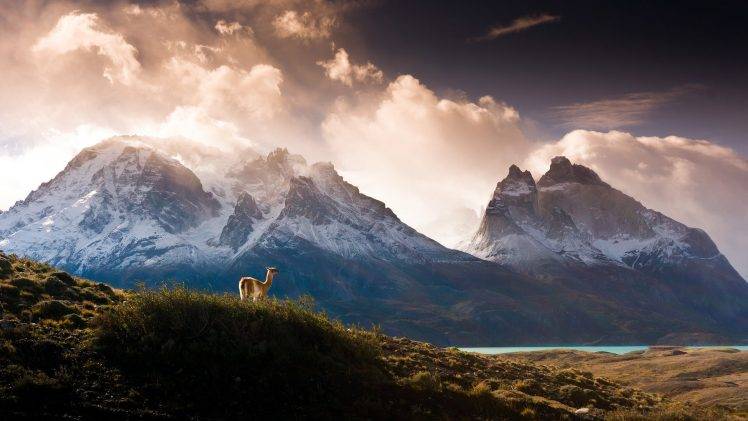 nature, Landscape, Mountain, Clouds, Trees, Forest, Water, Chile, Lake, Snow, Hill, Grass, Animals, Llamas HD Wallpaper Desktop Background