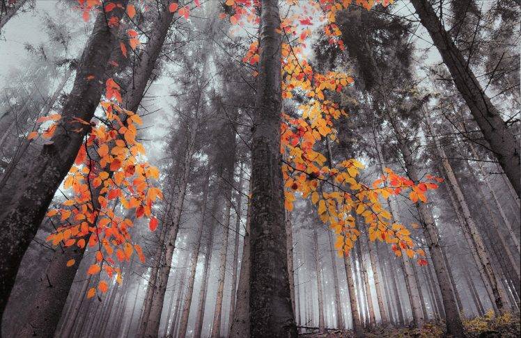 fall, Forest, Nature, Landscape, Trees, Mist, Orange HD Wallpaper Desktop Background