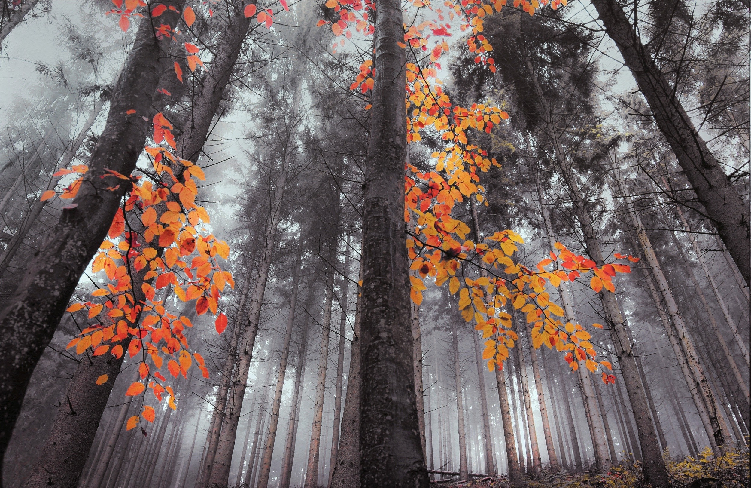 fall, Forest, Nature, Landscape, Trees, Mist, Orange Wallpaper