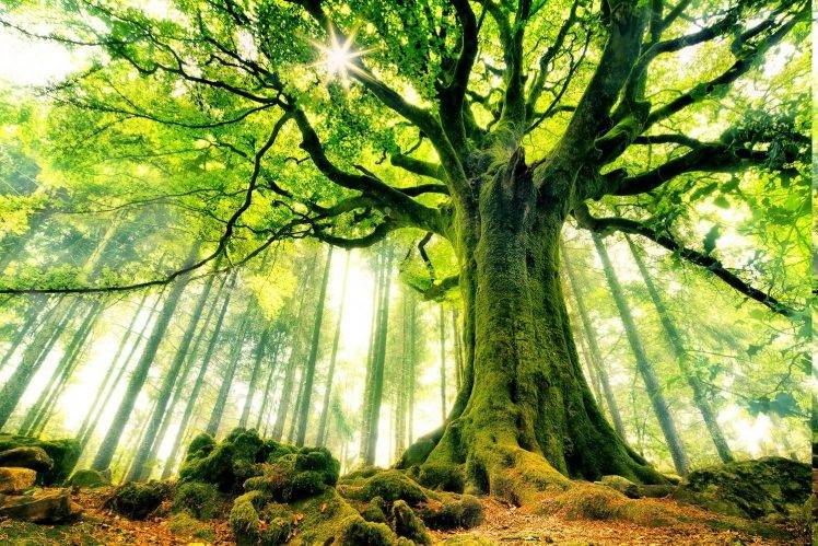 beech, Trees, Forest, Moss, Sun Rays, Nature, Landscape, France, Green, Roots, Ancient HD Wallpaper Desktop Background