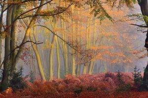mist, Forest, Fall, Trees, Sun Rays, Morning, Shrubs, Panoramas, Nature, Landscape