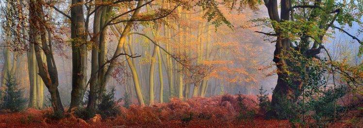 mist, Forest, Fall, Trees, Sun Rays, Morning, Shrubs, Panoramas, Nature, Landscape HD Wallpaper Desktop Background
