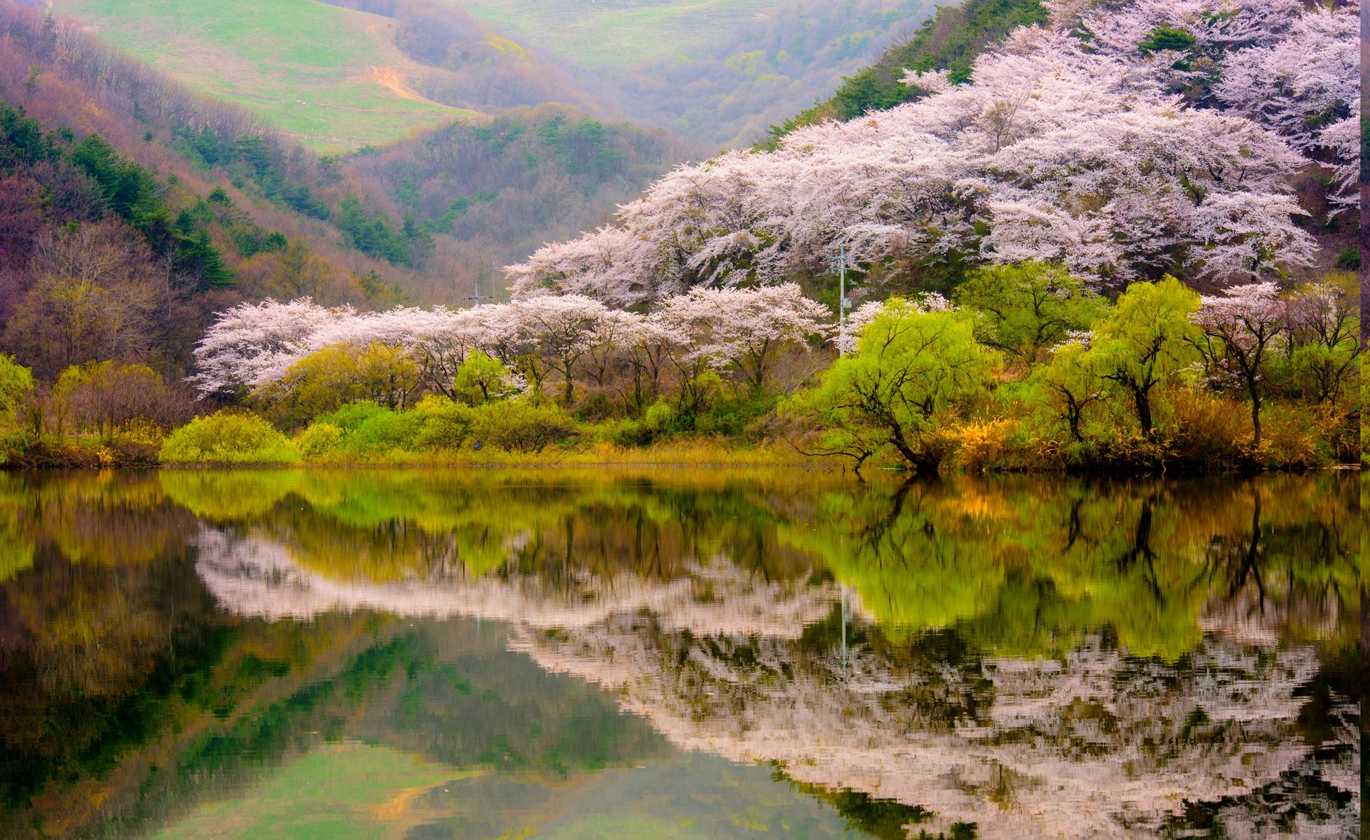 spring, Forest, Mountain, Lake, Reflection, Blossoms, Trees, Nature