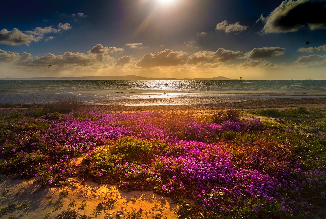 beach, Flowers, Clouds, Sea, Sun Rays, Sand, Nature, Landscape, Magenta, Yellow, Blue, Green, Coast Wallpaper