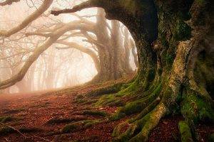 mist, Moss, Forest, Roots, Trees, Ancient, Leaves, Nature, Landscape